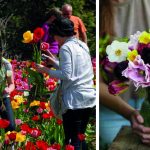 Bulbes en automne... Explosion de couleurs au printemps !